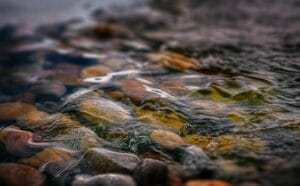 macro photography of water and stones