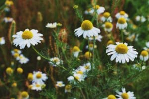 white flowering plant