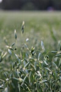 green grass in tilt shift lens